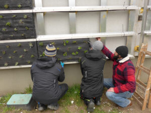 Montage der bepflanzten Fassadenmodule