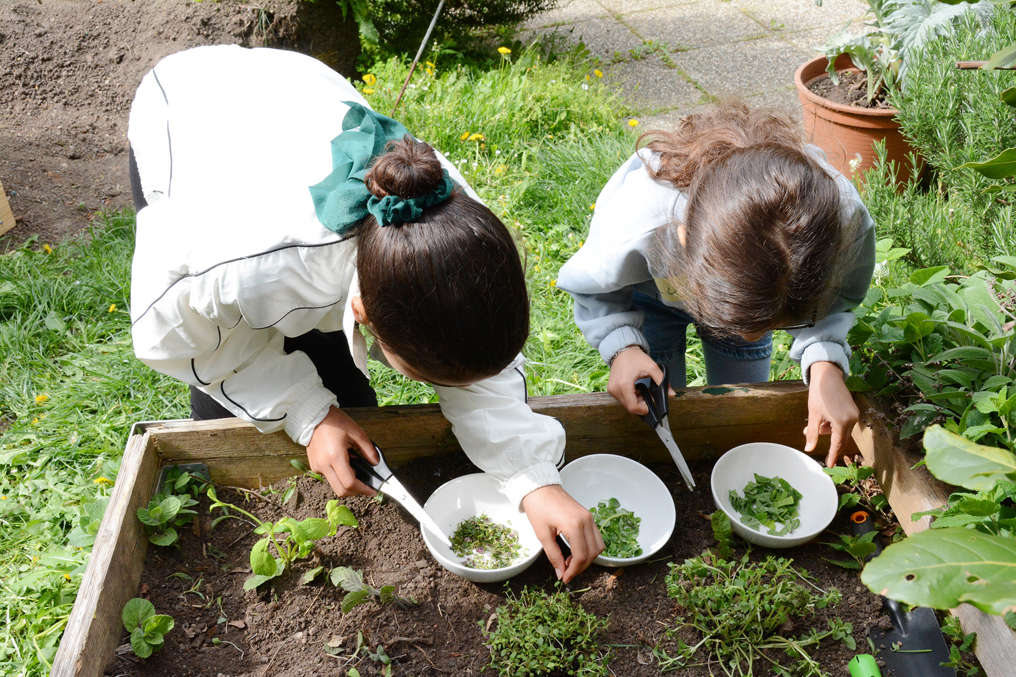Zwei Mädchen beim Kräutersammeln aus dem Hochbeet