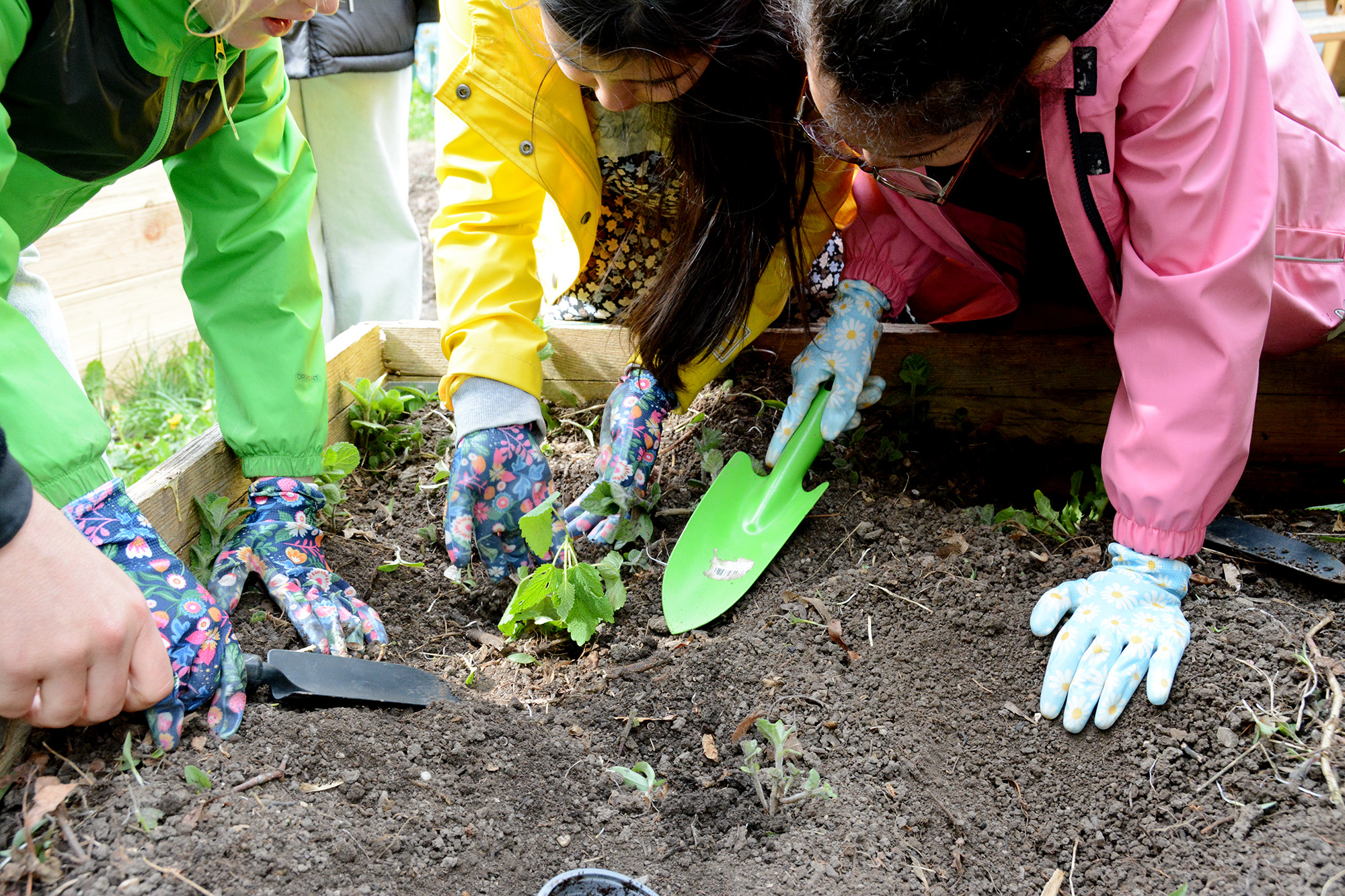 Mädchen mit Gartenhandschuhen beim Einpflanzen von Jungpflanzen in die Erde