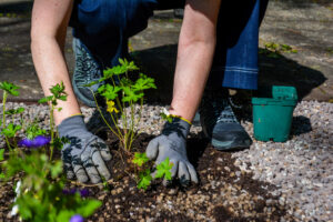 Person setzt Planze in Erde