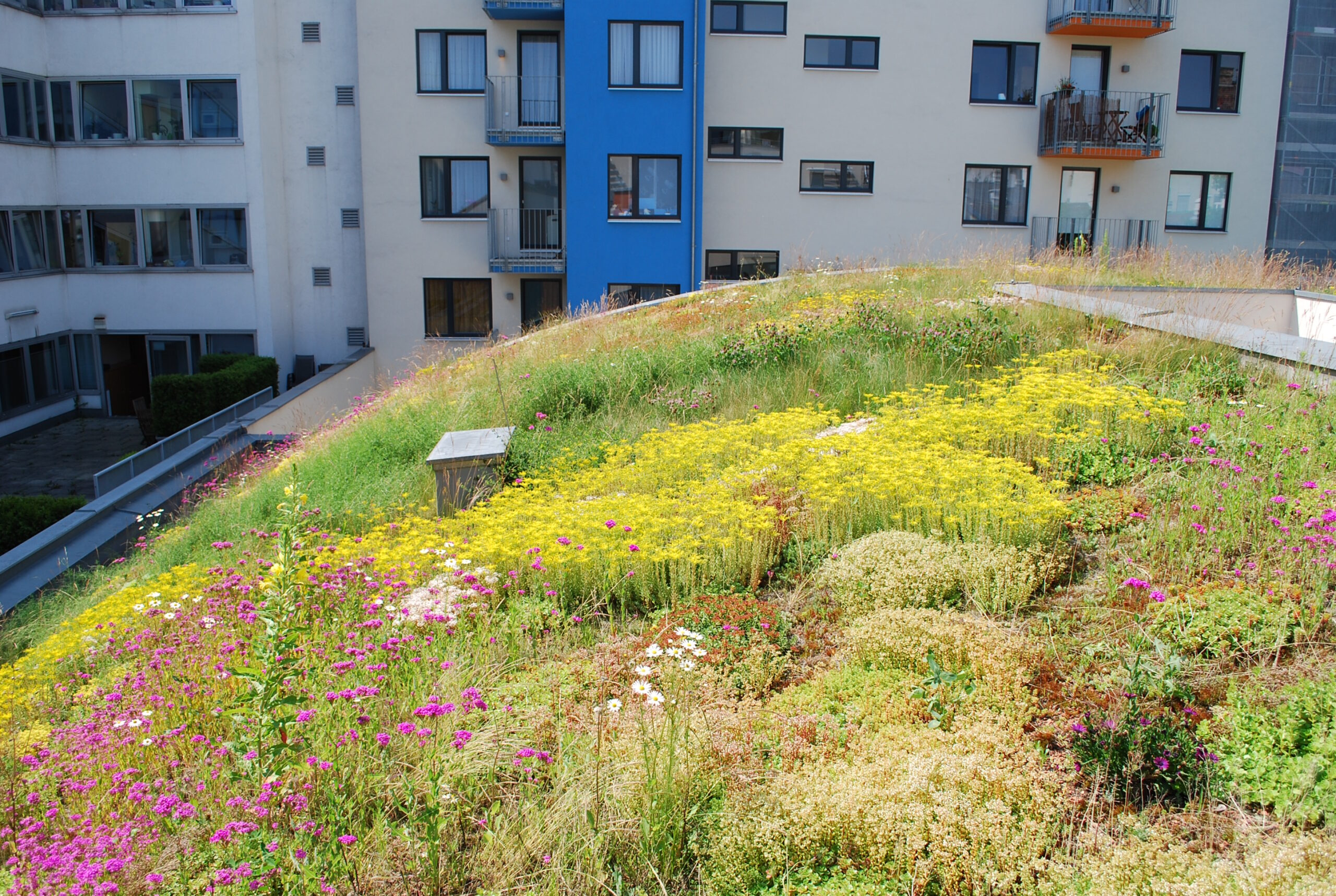 Dachbegrünung auf einem Schrägdach
