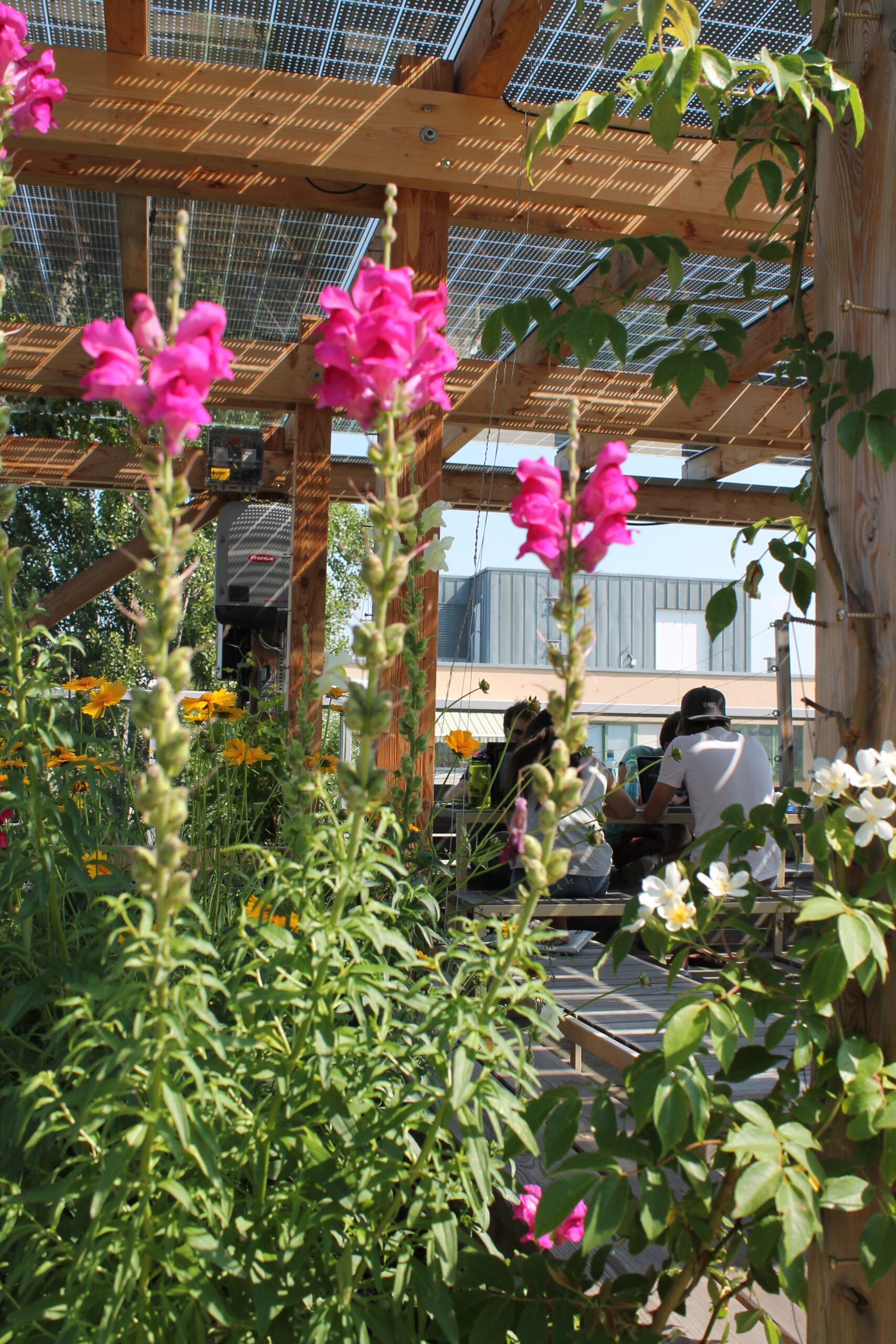Blumen vor Holzgestell, auf dessen Dach sich Photovoltaik-Module befinden und unter dem Menschen sitzen