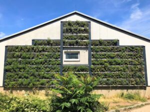 Begrüntes Fassadenmodul an Wand mit Pflanzen